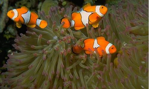 clownfish 源码